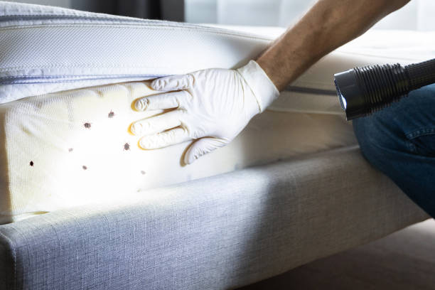 Best Exterminator Services  in Silver Creek, NY