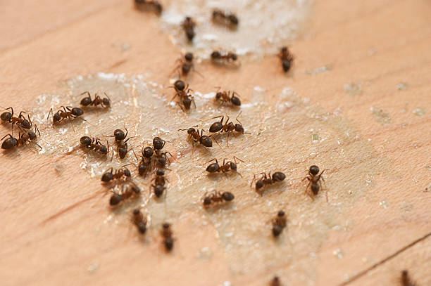 Best Pest Control for Businesses  in Silver Creek, NY