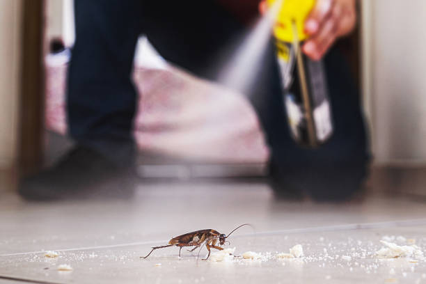 Best Emergency Pest Control  in Silver Creek, NY