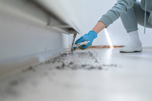 Best Wasp Removal Services  in Silver Creek, NY